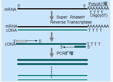 PCR扩增仪操作步骤详解